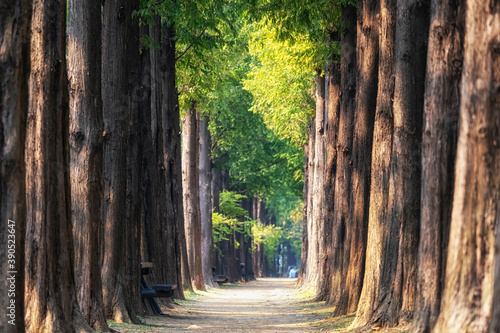 Metasequoia road in World Cup Park photo