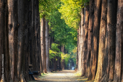 Metasequoia road in World Cup Park photo