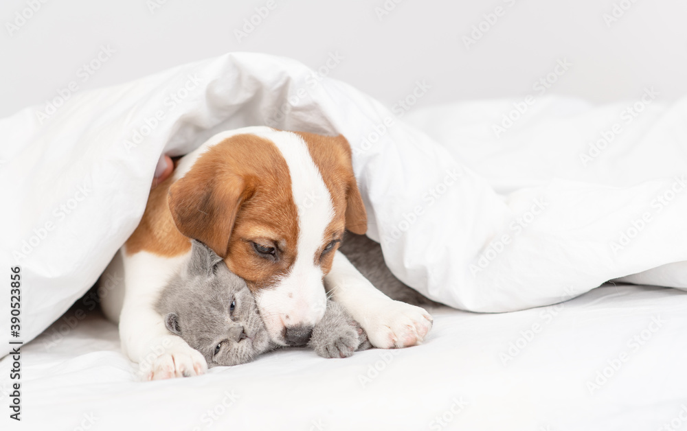Jack russell terrier puppy lies in an embrace with a small gray kitten under a white blanket at home on the bed Jack russell terrier puppy lies in an embrace with a small gray kitten under a white blanket at home on the bed