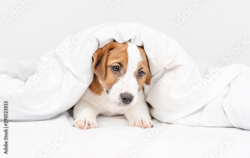 The puppy lies under the covers at home on the bed