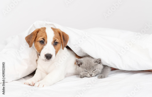 The puppy and the kitten lie under the blanket at home on the bed © Ermolaeva Olga