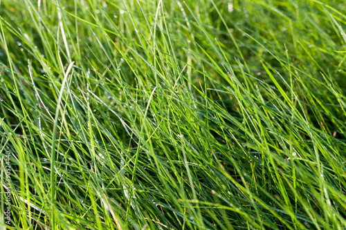 close-up of young green grass