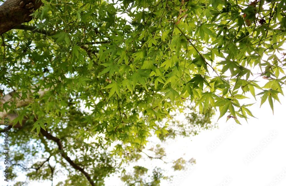 もみじ　緑　風景