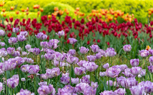 Colorful Tulip gardens in Krakow and the Main Market Square is very popular with tourists.