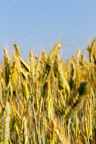 wheat crop against the sky
