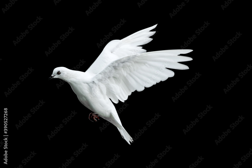 Fototapeta premium white dove flying with a black background.