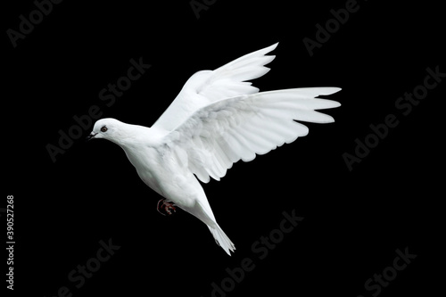 white dove flying with a black background.