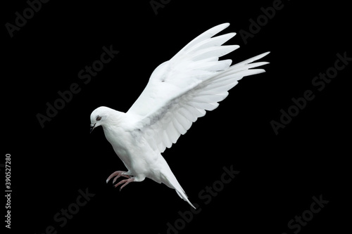 white dove flying with a black background.