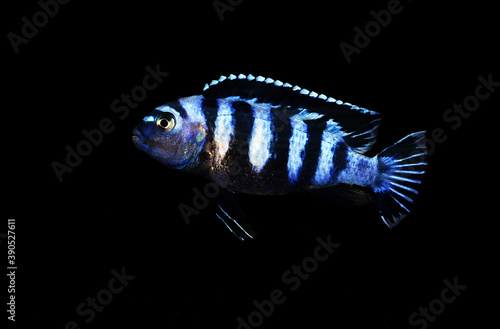Demanson's Cichlid fish - (Pseudotropheus demasoni)