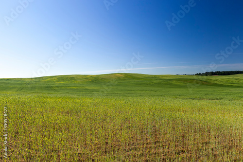 landscape of agricultural wheat crops