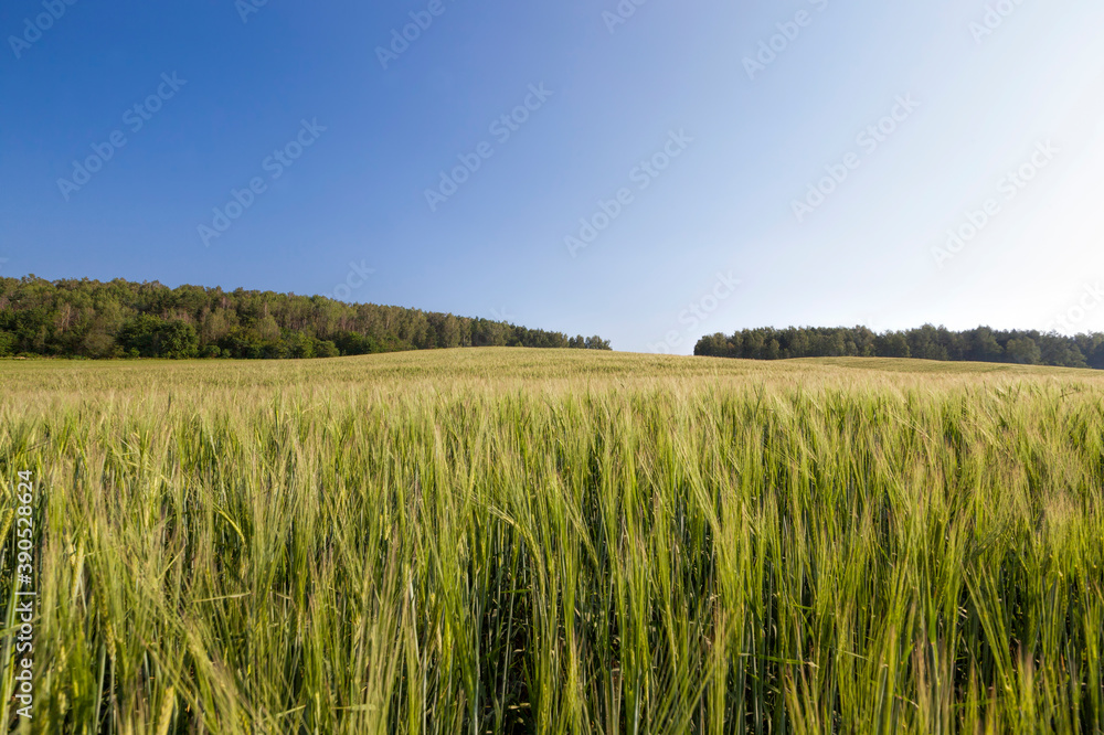 large grain yield of unripe wheat