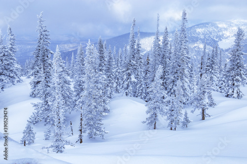 Winter coniferous forest on top of Mount Utua. Snow falling  blue sky and  white snowfall. Nature View in Sheregesh