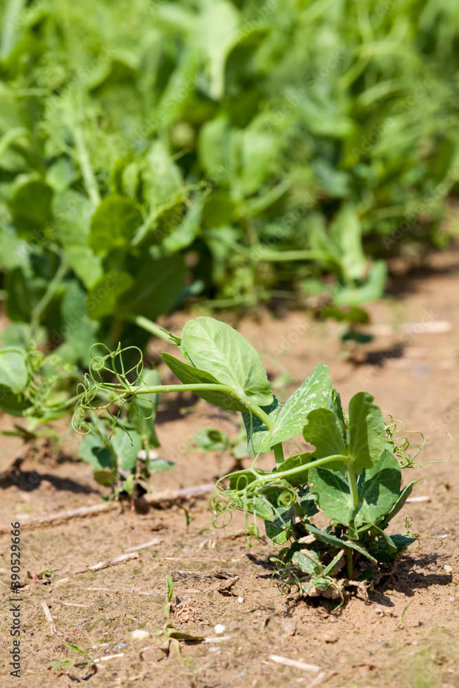 peas are grown on an agricultural field peas are grown on an agricultural field