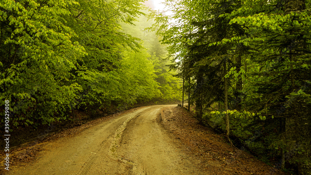 Forest road or path Lovely dreamy foggy seasonal forest. Fantasy autumn forest landscape. Nice road for hiking Forest road or path Lovely dreamy foggy seasonal forest. Fantasy autumn forest landscape. Nice road for hiking