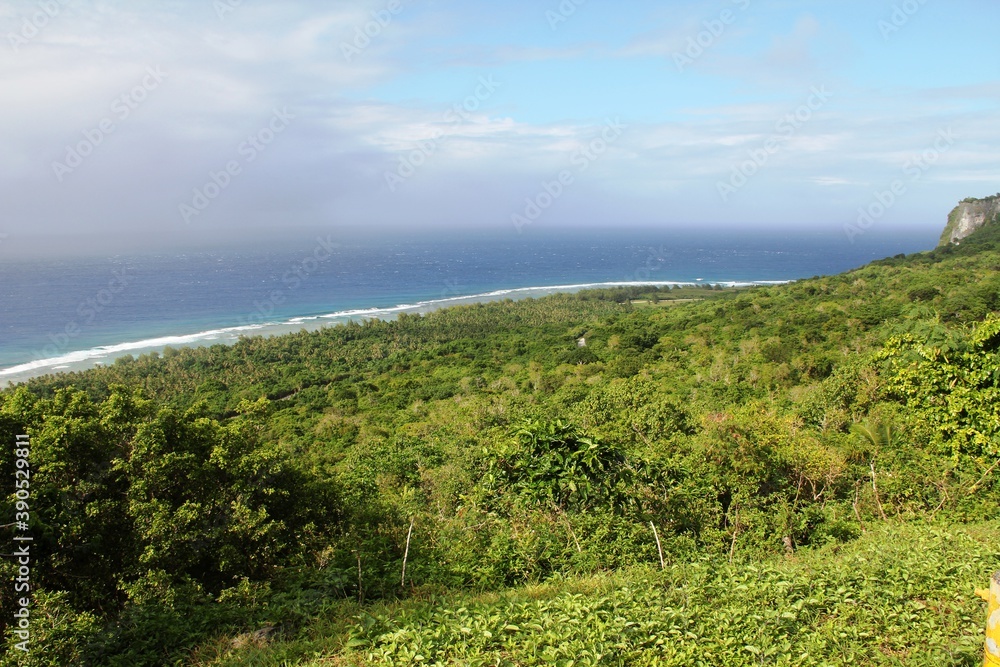 Ocean tree wood