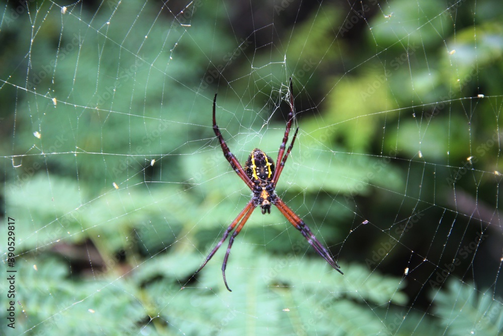 Spider Spider