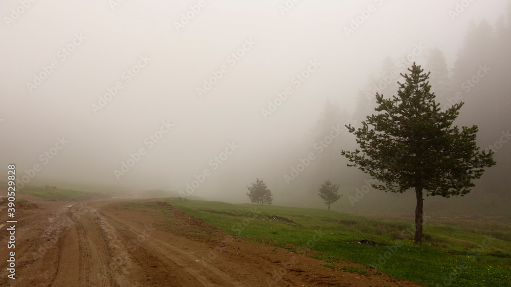 Forest road or path Lovely dreamy foggy seasonal forest. Fantasy autumn forest landscape. Nice road for hiking Forest road or path Lovely dreamy foggy seasonal forest. Fantasy autumn forest landscape. Nice road for hiking