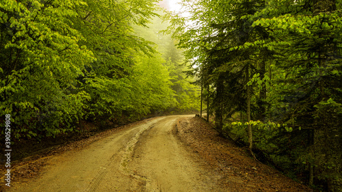 Forest road or path Lovely dreamy foggy seasonal forest. Fantasy autumn forest landscape. Nice road for hiking