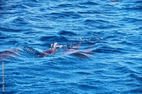 dolphins sea 1