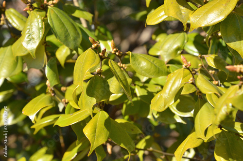 Wallpaper Mural 樹木・テンダイウヤク　クスノキ科 Torontodigital.ca