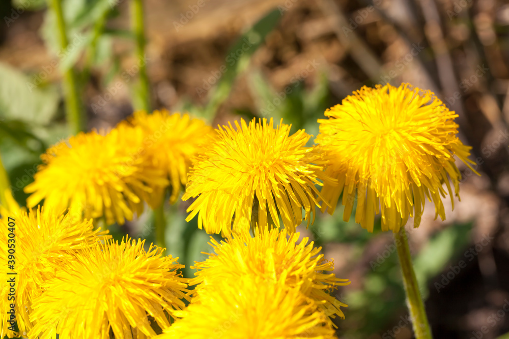 inflorescence of yellow fresh dandelions inflorescence of yellow fresh dandelions