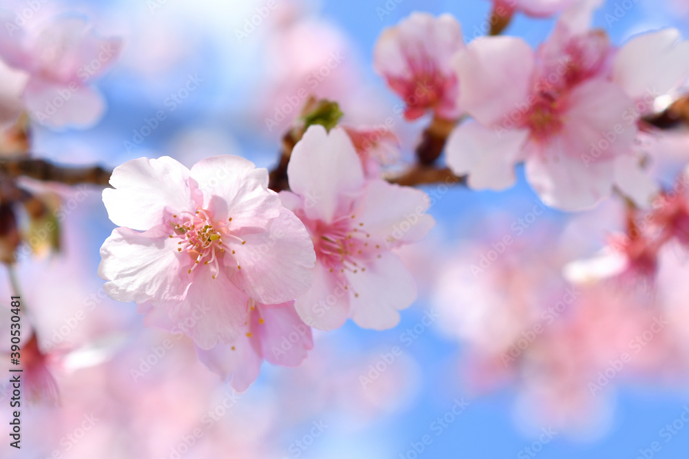 Obraz premium 河津桜