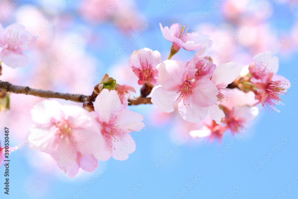 河津桜 河津桜