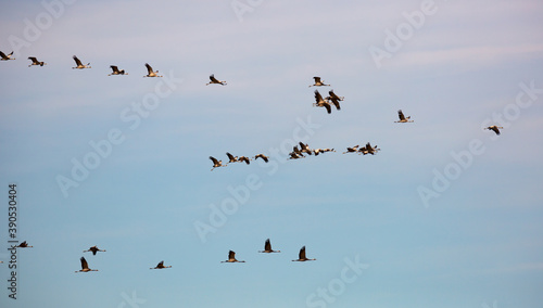 Migration of flock of cranes in the sky. High quality photo © JackF