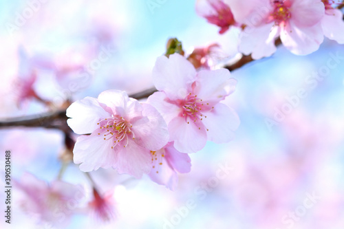 河津桜 © Paylessimages