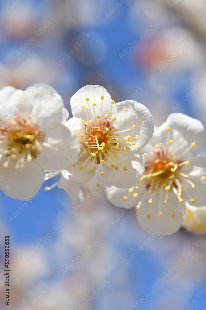梅の花 梅の花
