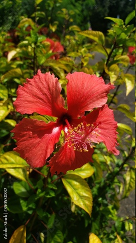 red hibiscus flower