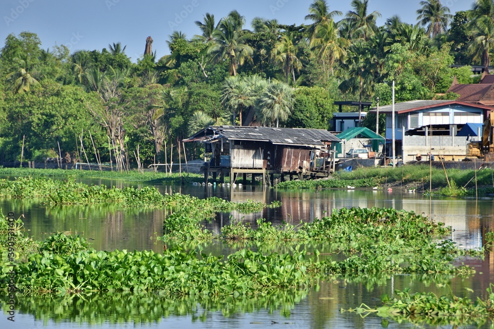 Fototapeta premium Thai houses on Nakhon Chai Si river, Thailand. With a lot of green water hyacinth floating on the river and coconut trees in the background. Simple lifestyle.