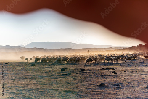 White sheep on the land with beautiful sunset. Many sheep walking around the field .Farm animals concept.