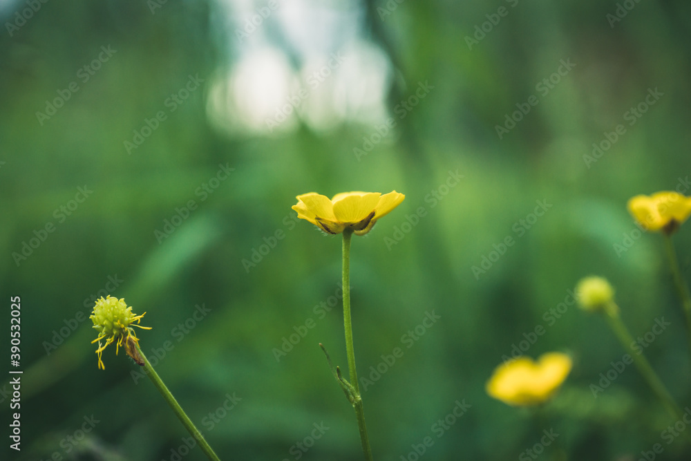 Meadow buttercup (Ranuculus acris) in the field. Spring morning. Selective focus. Shallow depth of field. Meadow buttercup (Ranuculus acris) in the field. Spring morning. Selective focus. Shallow depth of field.