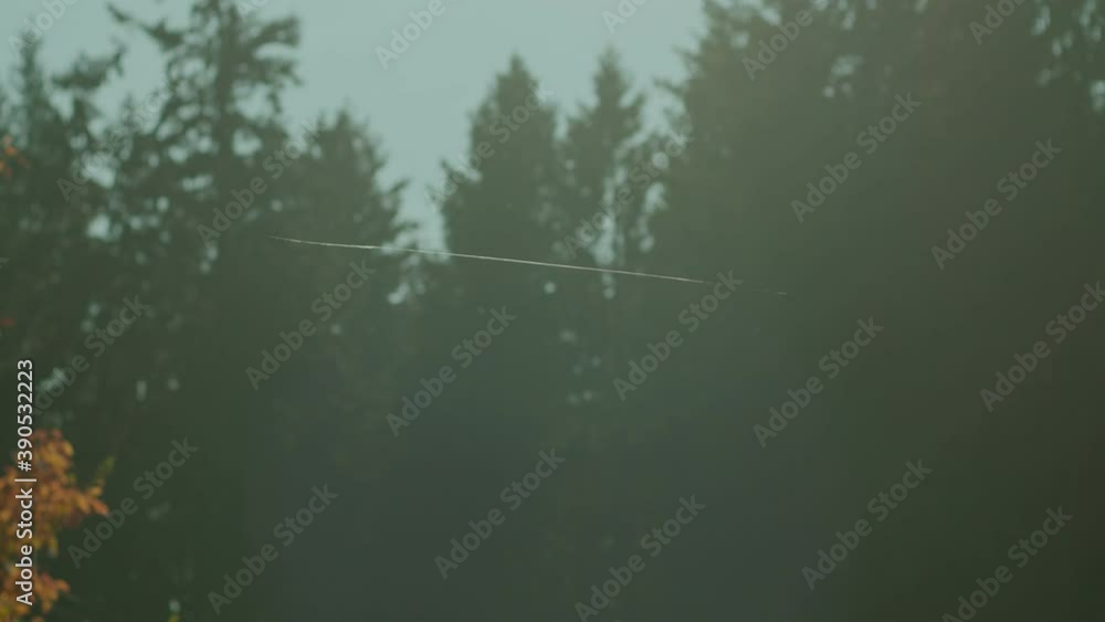 spider web flying autumn morning with forest at the background spider web flying autumn morning with forest at the background