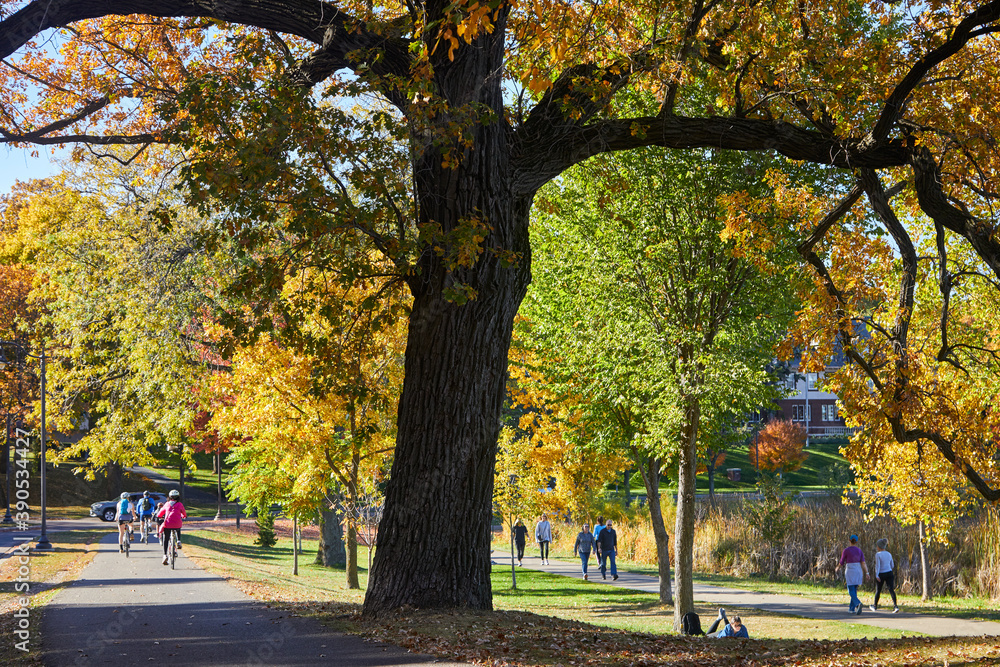 Naklejka premium Walking, jogging, bike riding around a lake under a tree on a sidewalk and a bike lane