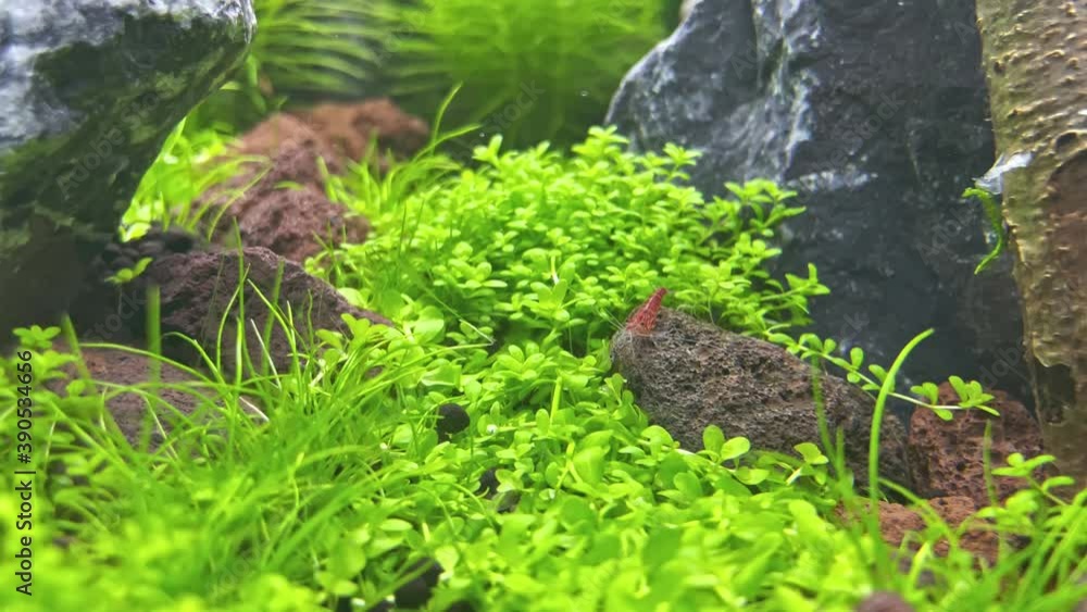 Red Sakura shrimp is eating algue in an aquarium aquascape - close up Red Sakura shrimp is eating algue in an aquarium aquascape - close up