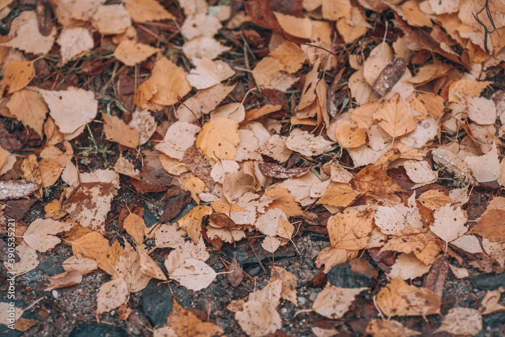 Autumn leaves. Autumn background with fallen leaves on the ground