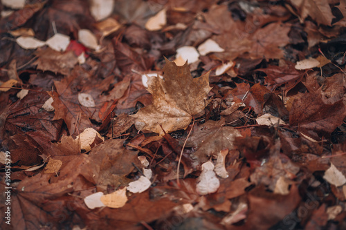 Fallen leaves of a maple. Yellowed autumn leaves on the ground. Autumn background