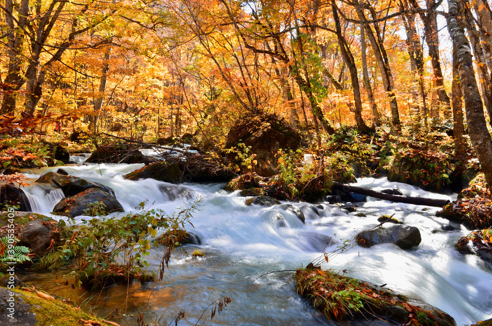 Beautiful Oirase stream in the Autumn season of Aomori, Japan.