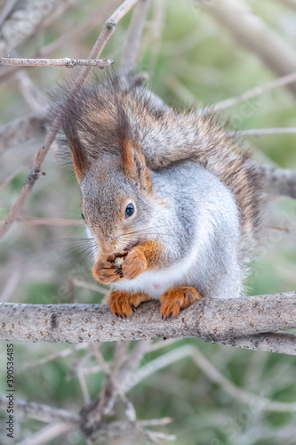 The squirrel with nut sits on tree in the winter or late autumn