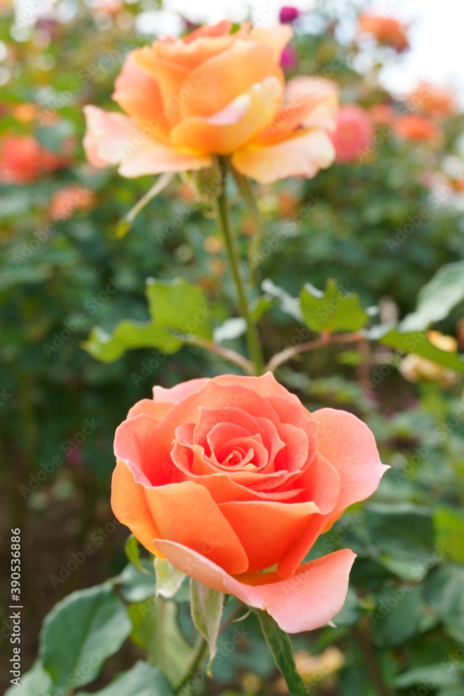 Close-up of a beautifully blooming rose named Close-up of a beautifully blooming rose named