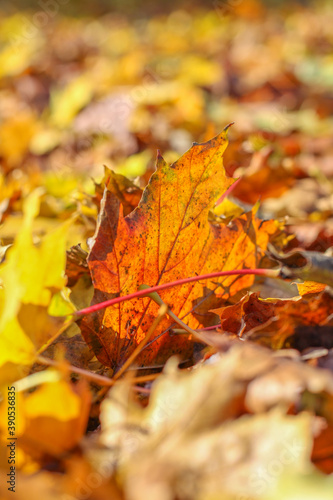 Autumn landscape. Autumn oak leafes  very shallow focus