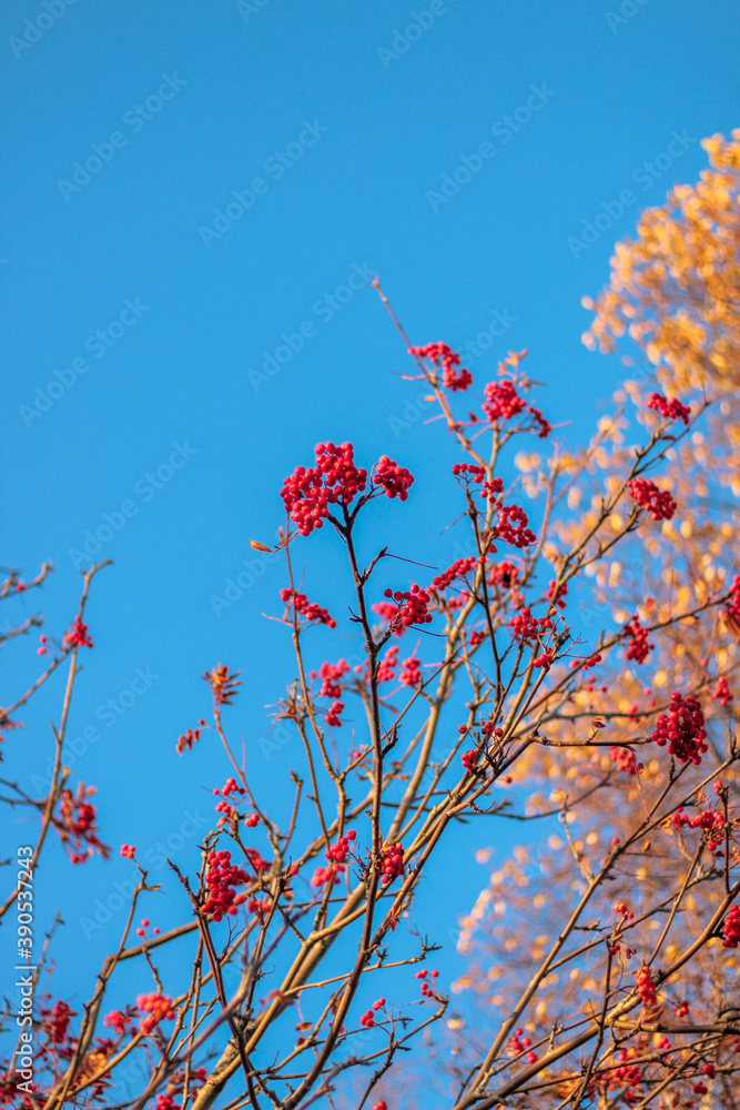 Autumn landscape. Autumn oak leafes, very shallow focus Autumn landscape. Autumn oak leafes, very shallow focus