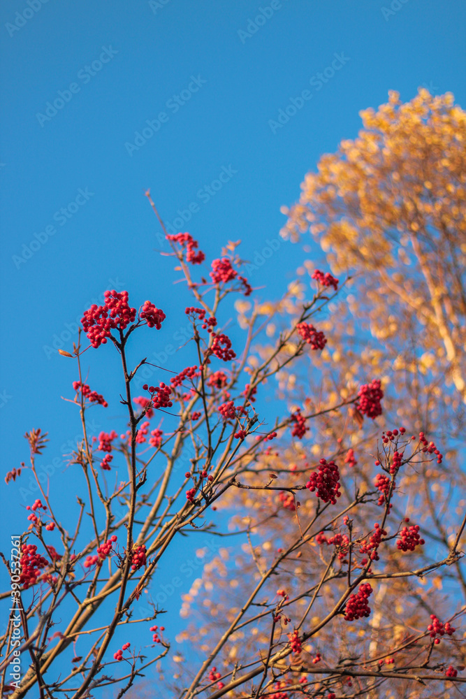 Autumn landscape. Autumn oak leafes, very shallow focus Autumn landscape. Autumn oak leafes, very shallow focus