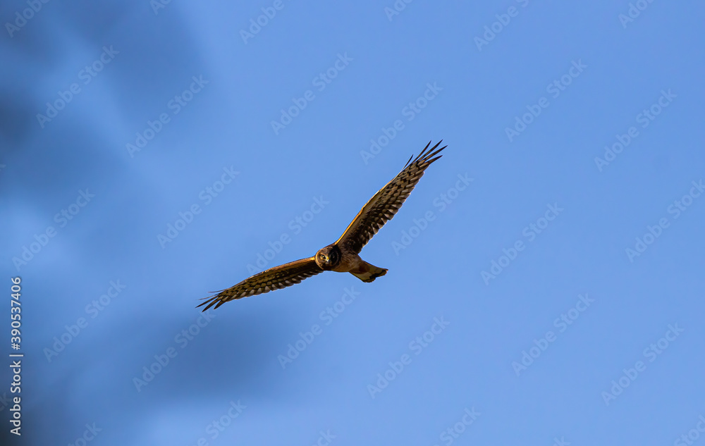 one hawk with its wings wide open flew overhead under the clear blue sky one hawk with its wings wide open flew overhead under the clear blue sky