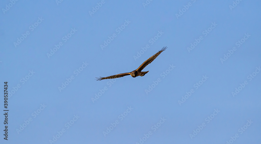 one hawk with its wings wide open flew overhead under the clear blue sky one hawk with its wings wide open flew overhead under the clear blue sky