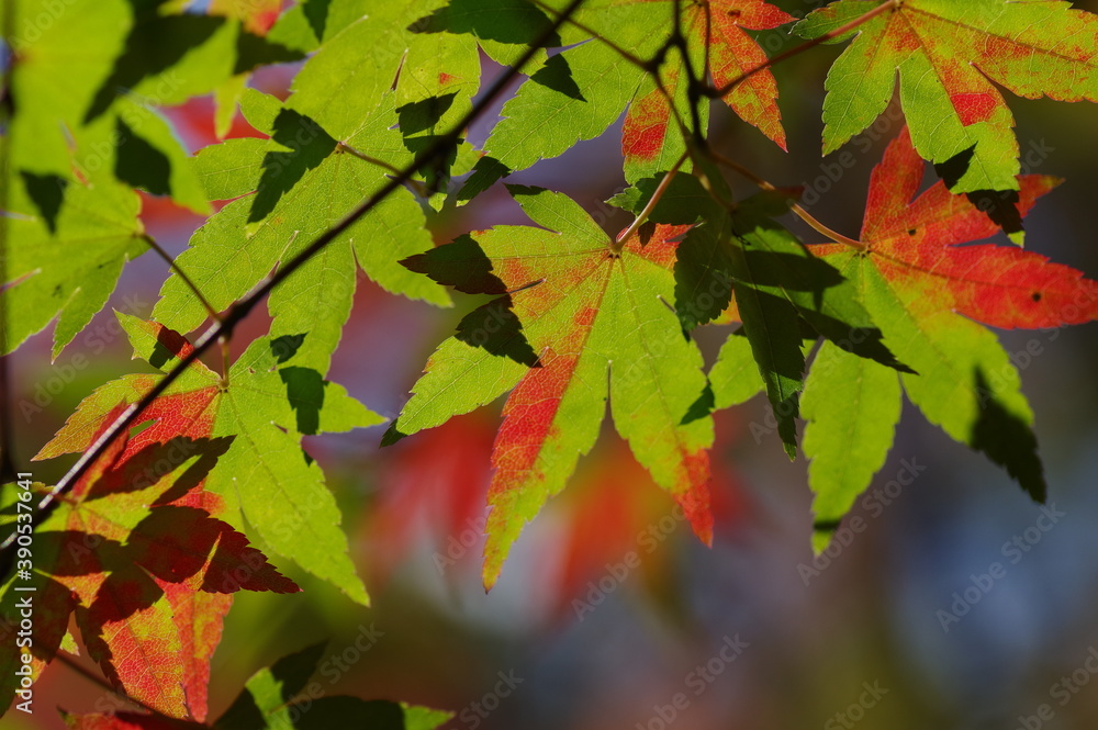 Fototapeta premium 色付き始めたモミジ