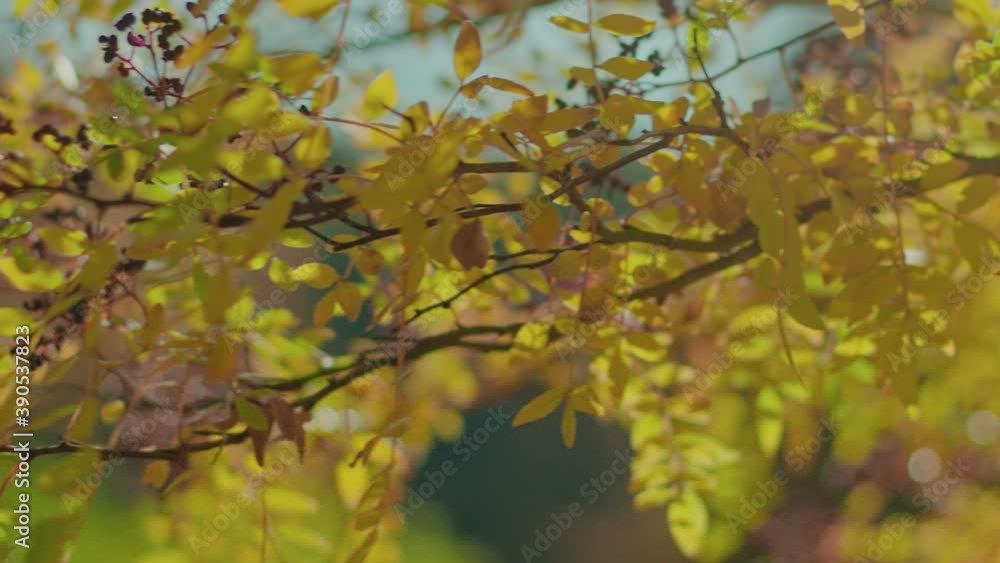 close up autumn tree and leaves with shallow depth of field slow motion close up autumn tree and leaves with shallow depth of field slow motion