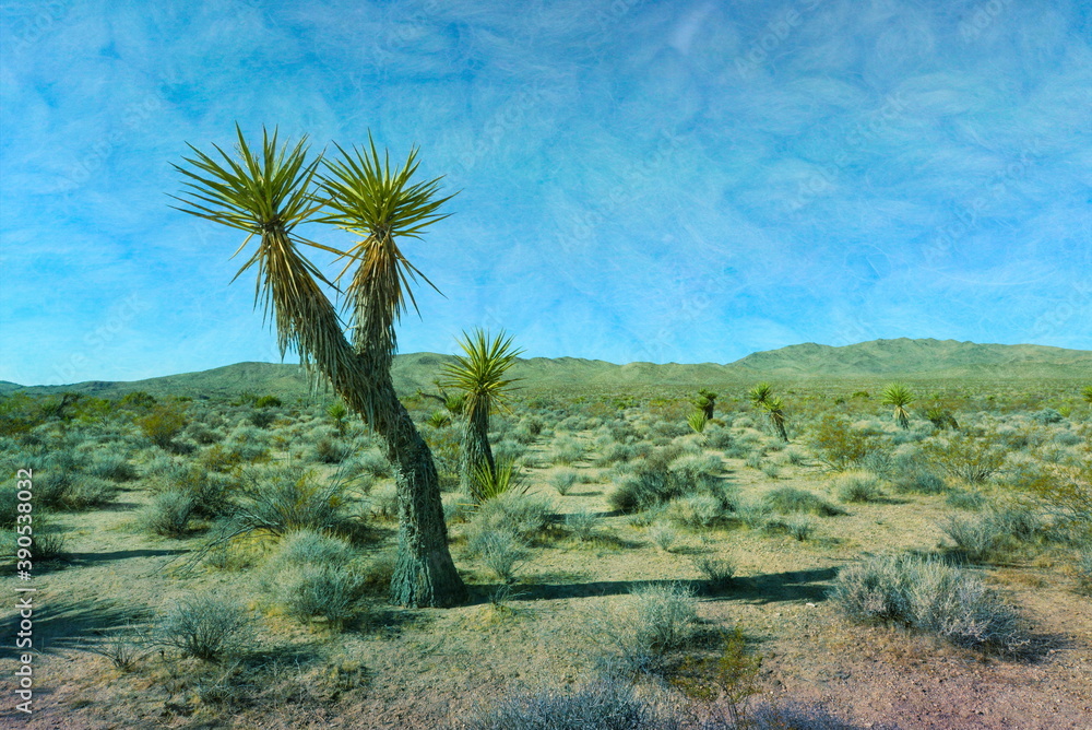 Joshua Tree National Park cactus in California